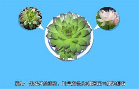 觀音坐蓮是什麼|觀音坐蓮(景天科、長生草屬植物):植物學史,形態特徵,。